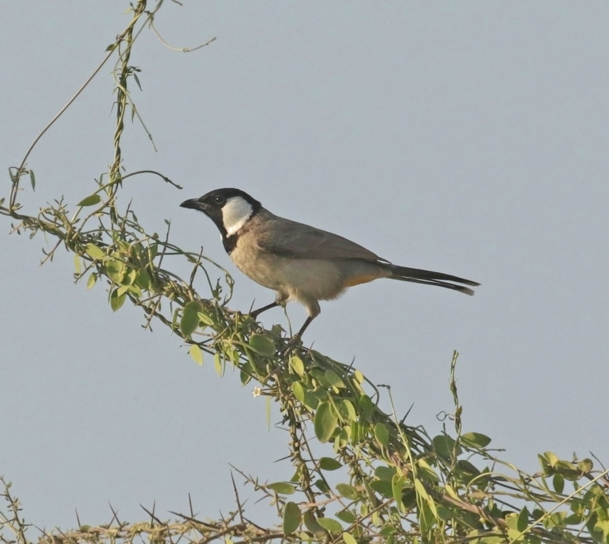 シロミミヒヨドリ - ML645554078