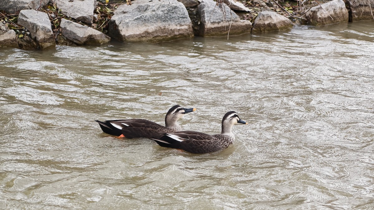 カルガモ - ML645554083