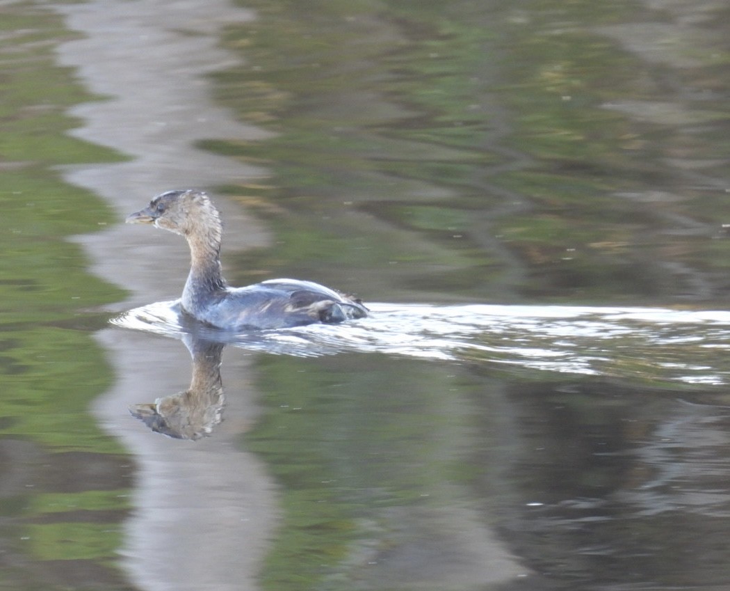 オビハシカイツブリ - ML645554084