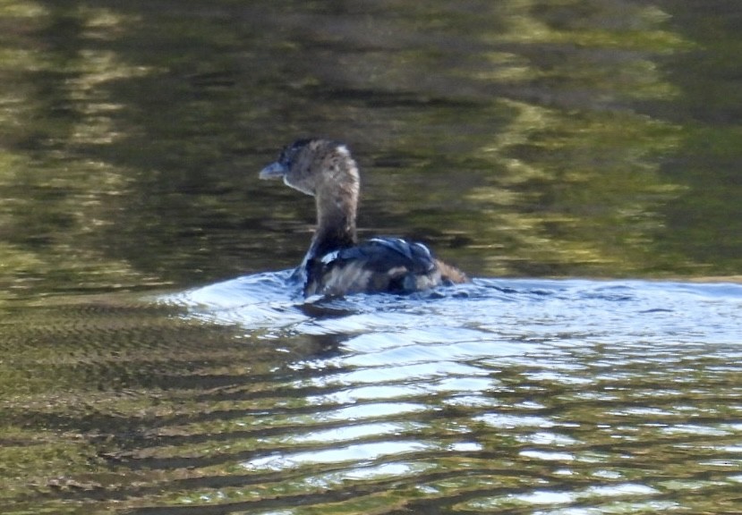 オビハシカイツブリ - ML645554085