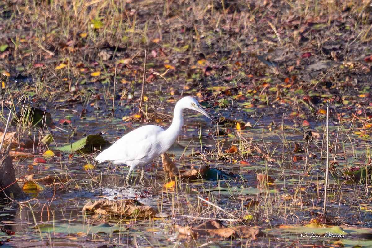 ヒメアカクロサギ - ML645554086