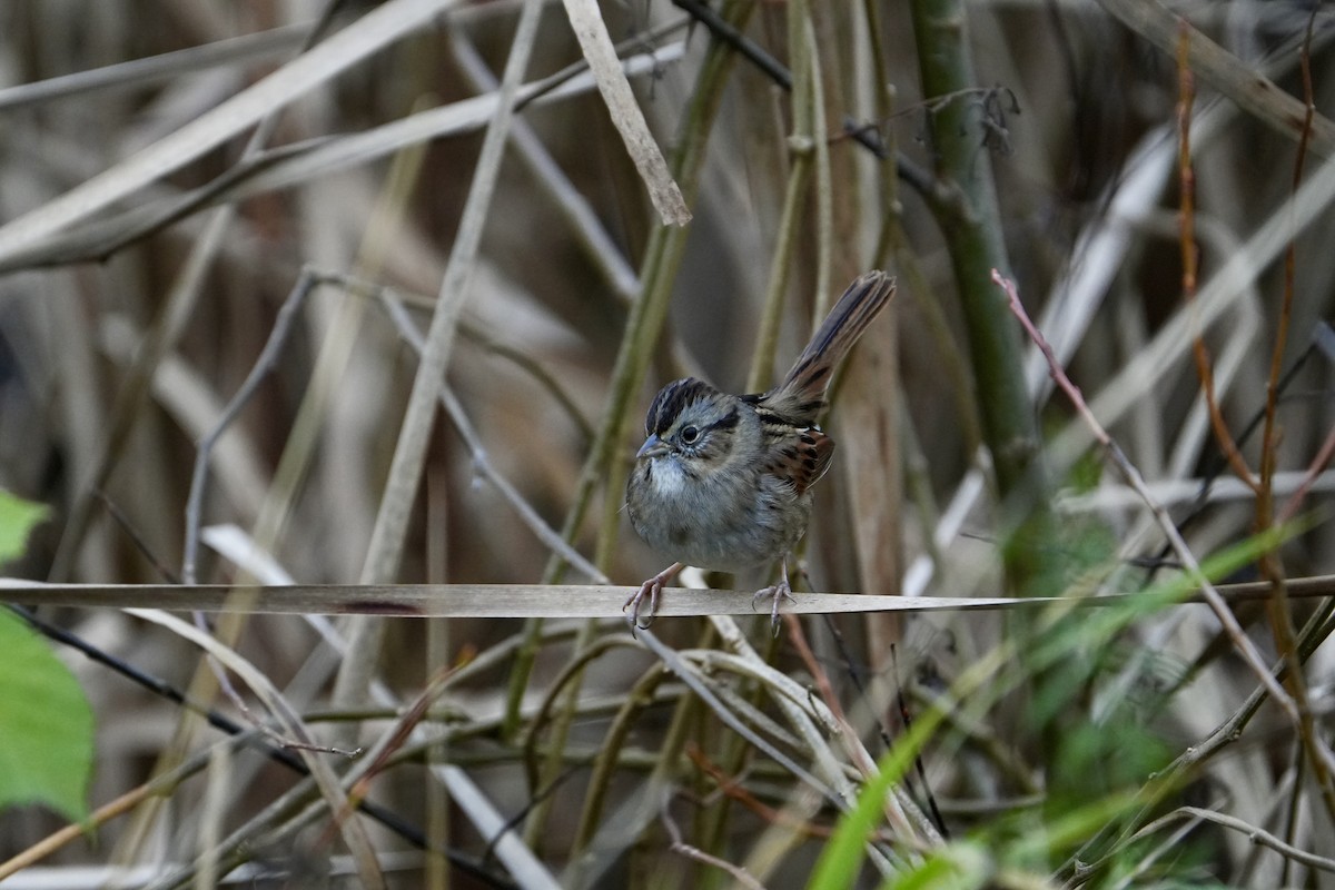 Swamp Sparrow - ML645554087