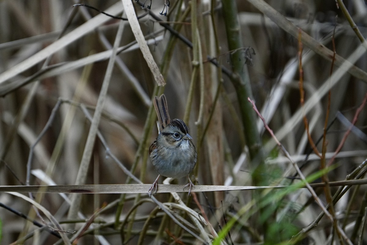Swamp Sparrow - ML645554088