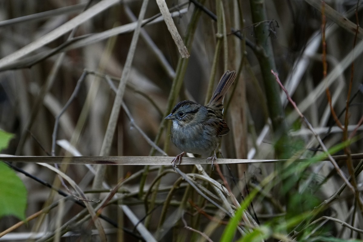 Swamp Sparrow - ML645554089