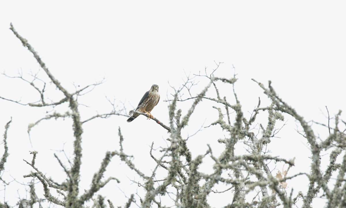 コチョウゲンボウ（columbarius） - ML645554097