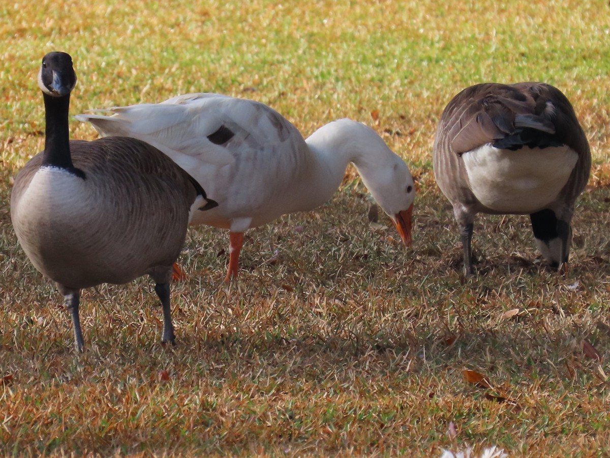 ハクガン - ML645554099