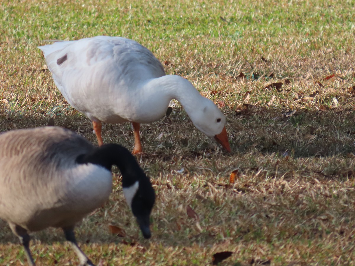 ハクガン - ML645554100