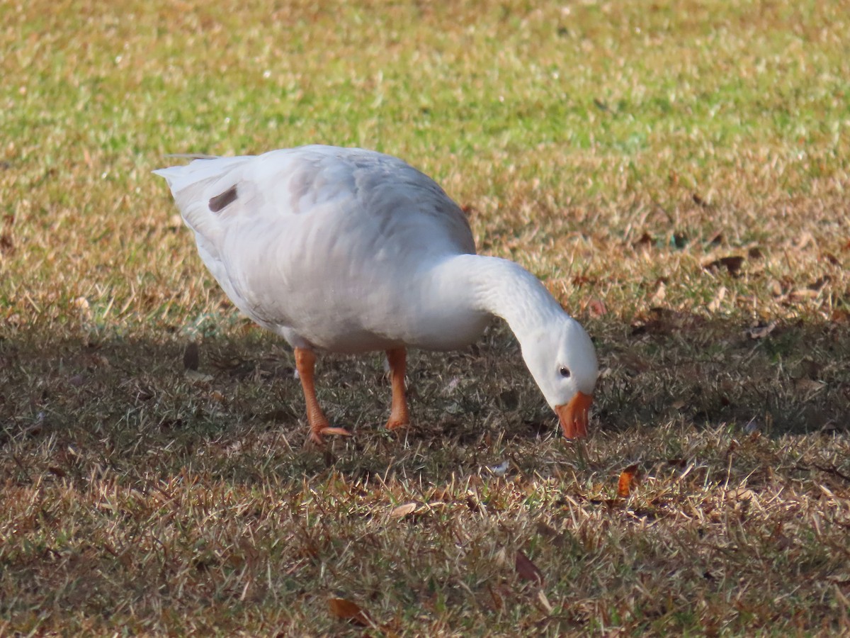 ハクガン - ML645554101