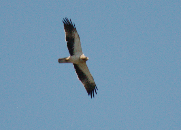 Booted Eagle - ML645554117