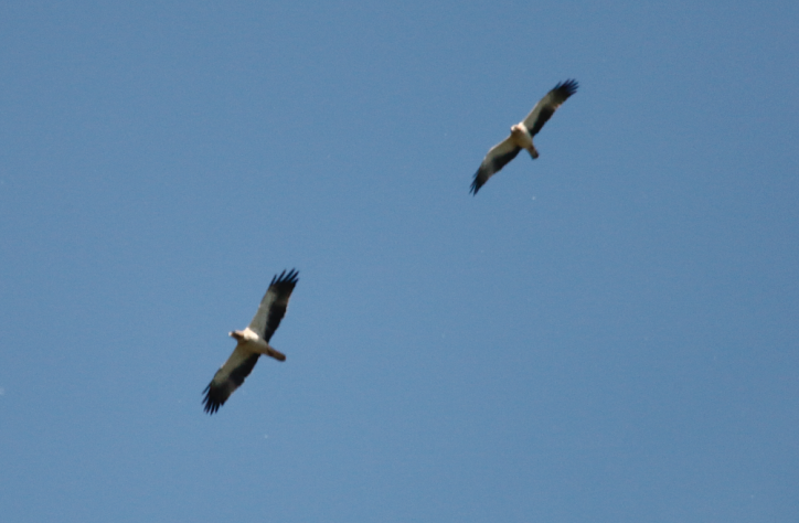 Booted Eagle - ML645554118