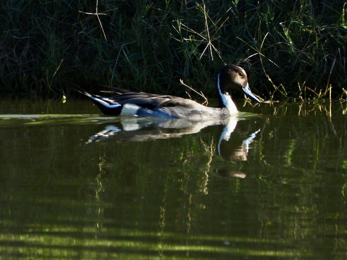 ostralka štíhlá - ML645554119