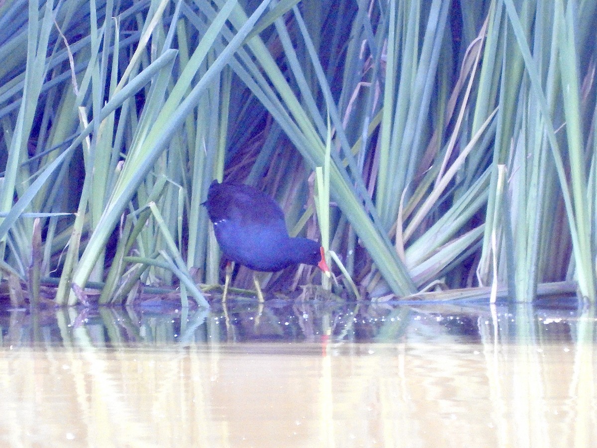 slípka americká - ML645554123