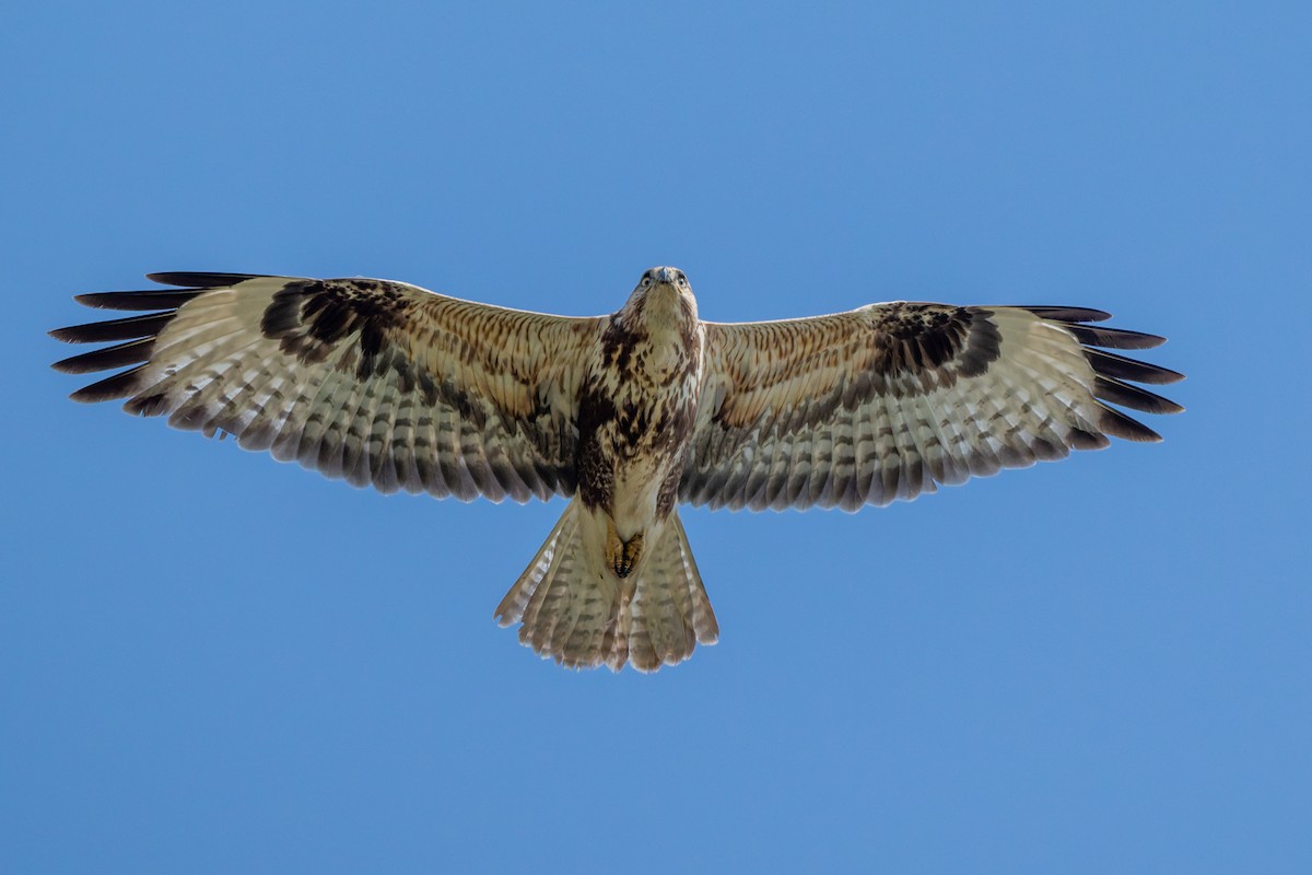 Long-legged Buzzard - ML645554142