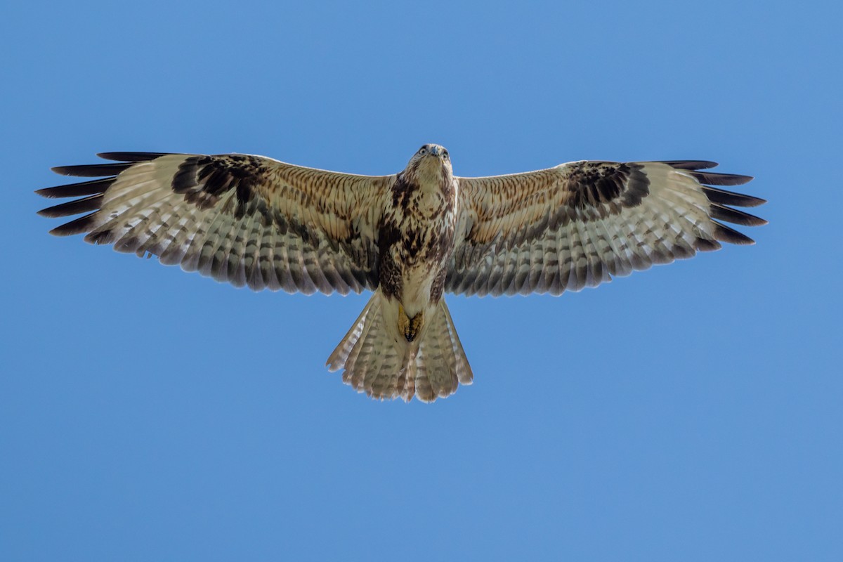 Long-legged Buzzard - ML645554143