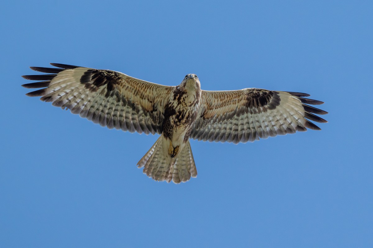 Long-legged Buzzard - ML645554144