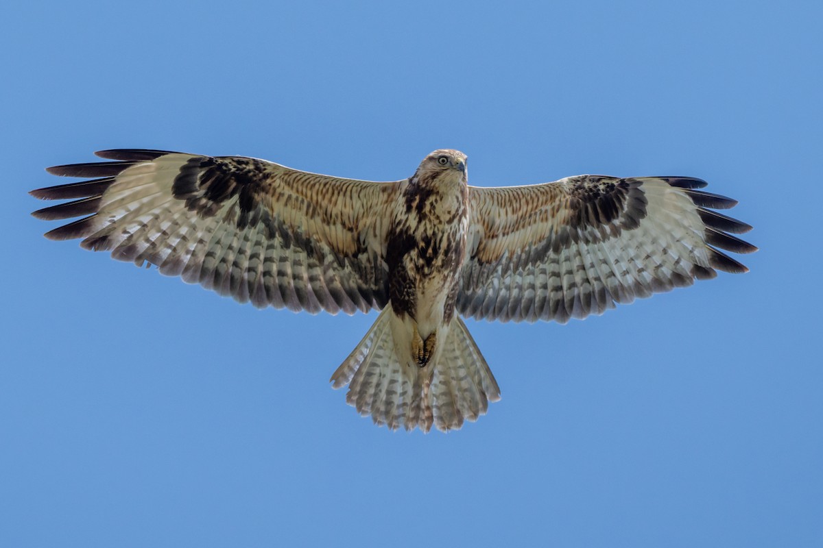 Long-legged Buzzard - ML645554145