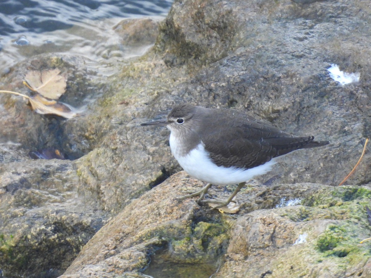 Andarríos Chico - ML645554152