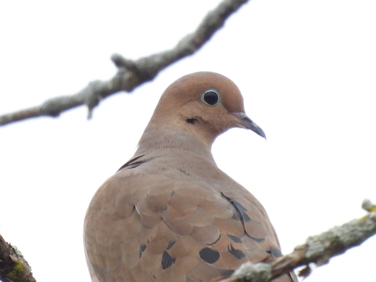 Zenaida Huilota - ML645554153