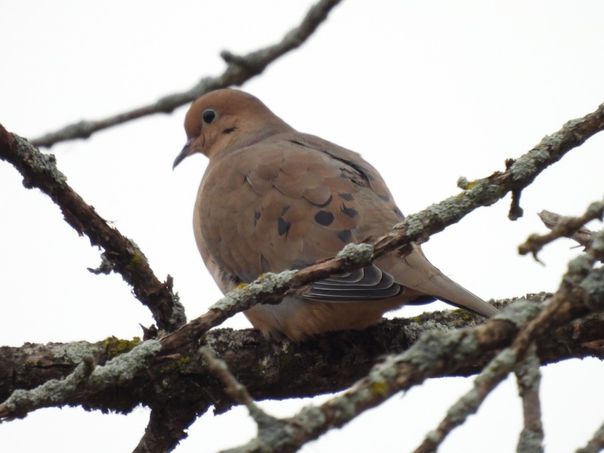 Zenaida Huilota - ML645554154