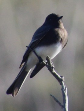 Mosquero Negro - ML645554157