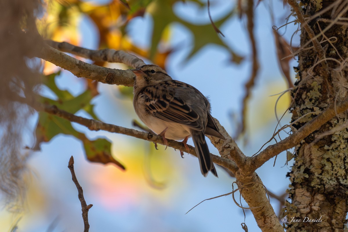 Chingolo Cejiblanco - ML645554158