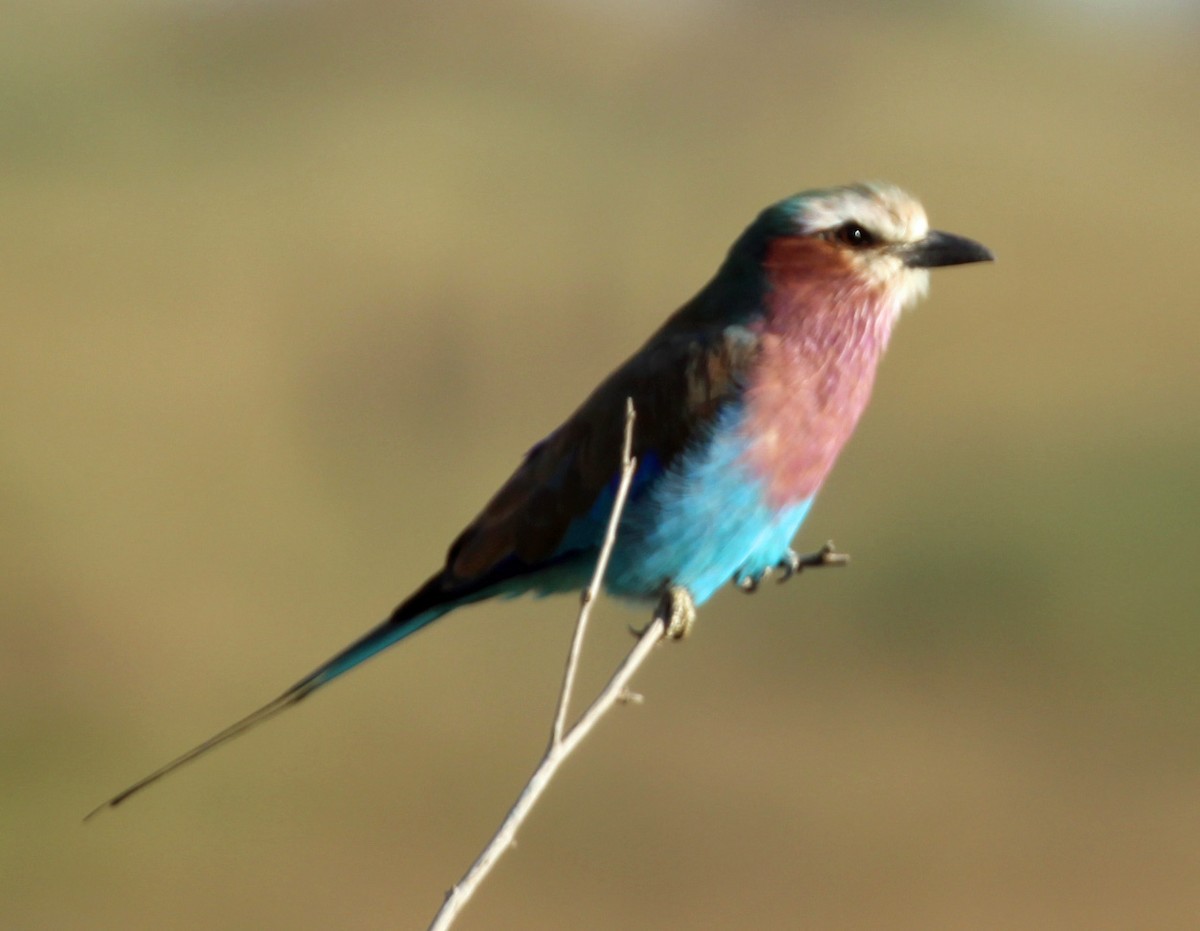 Carraca Lila - ML645554159