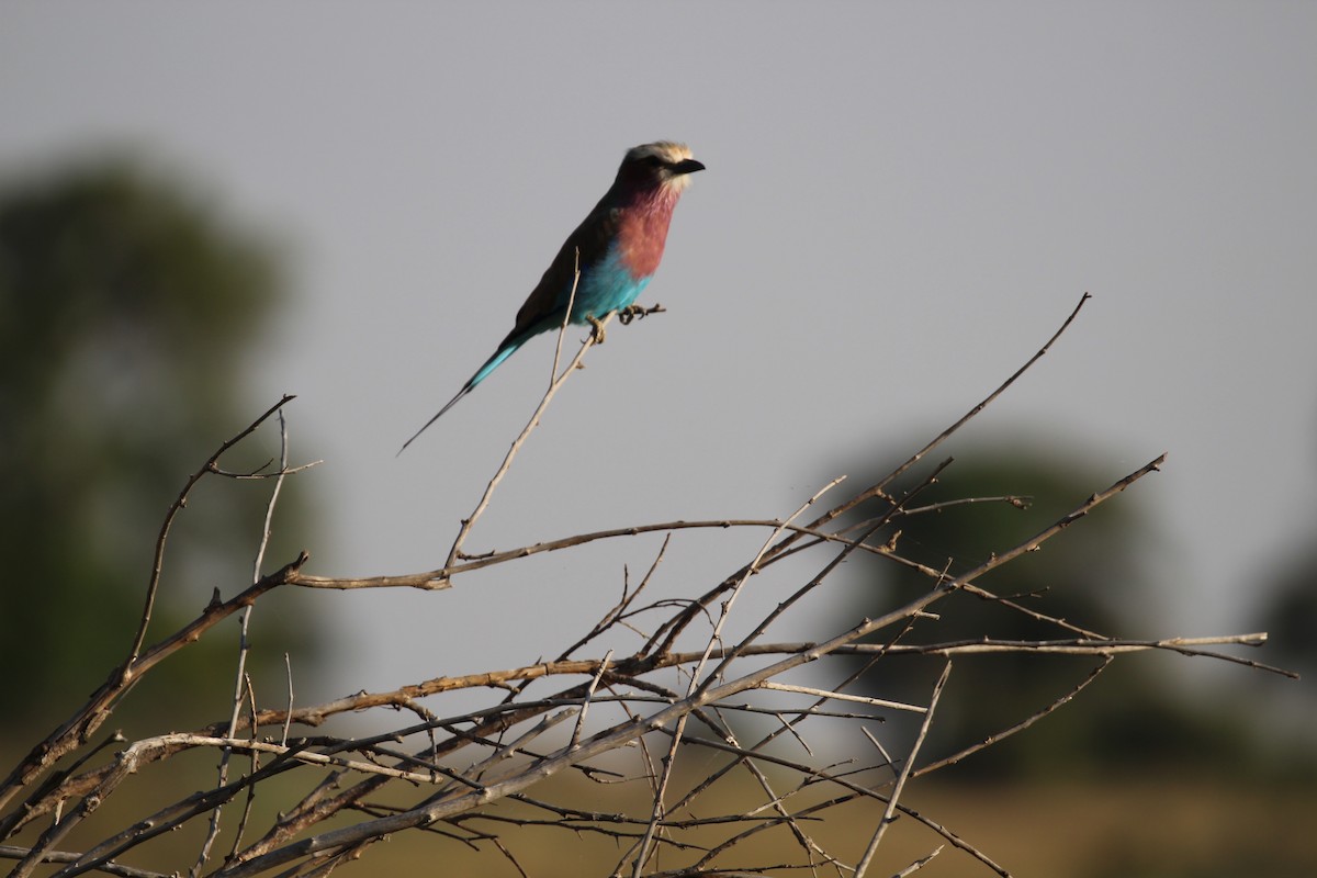 Carraca Lila - ML645554161