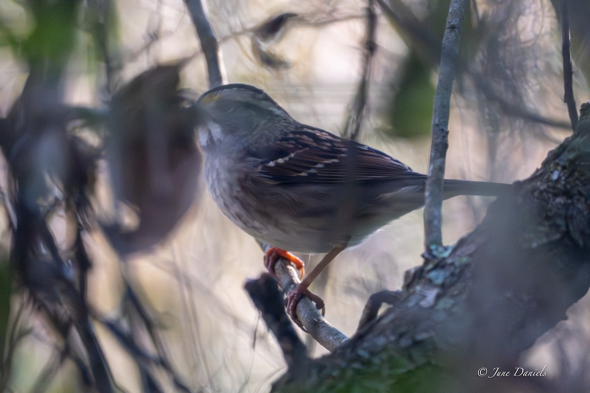 Chingolo Gorjiblanco - ML645554164