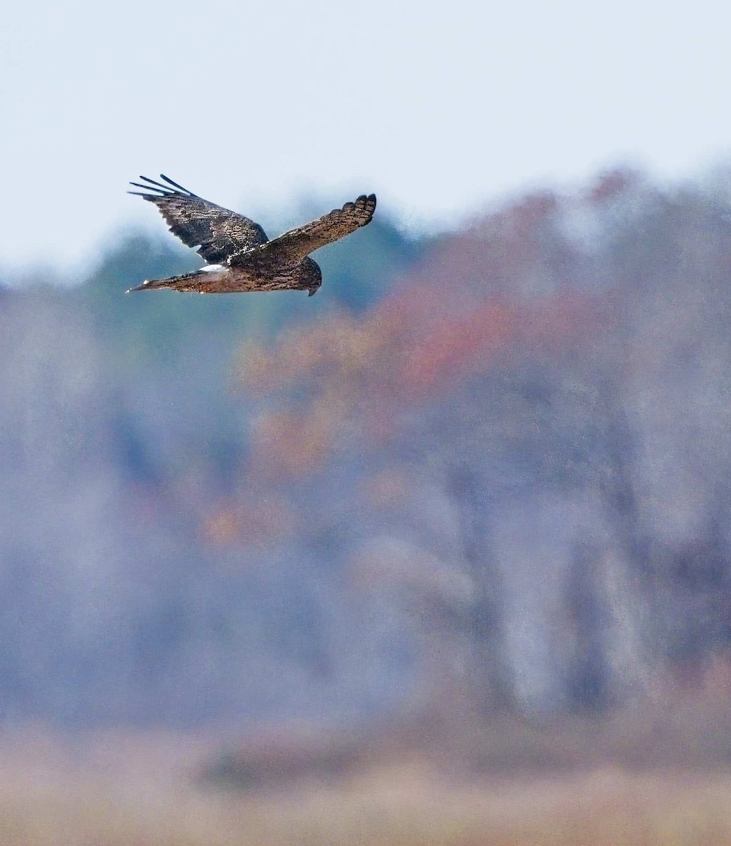 Aguilucho de Hudson - ML645554170