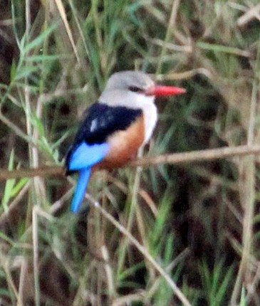 Alción Cabeciblanco - ML645554173