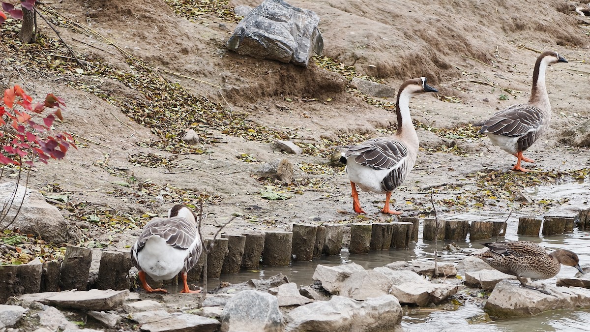 Ánsar Cisnal - ML645554175