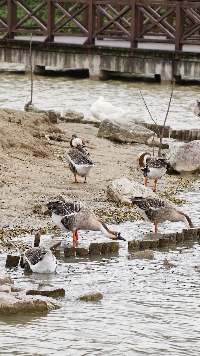 Ánsar Cisnal - ML645554176