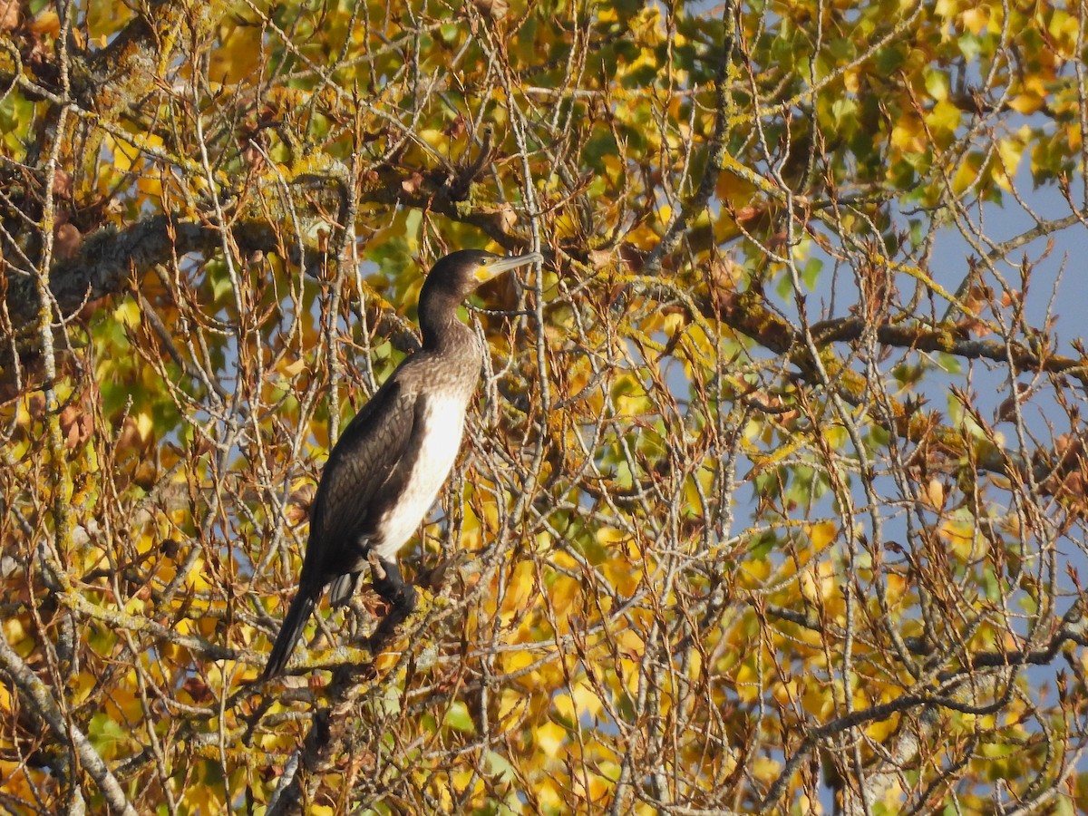 Cormorán Grande - ML645554177