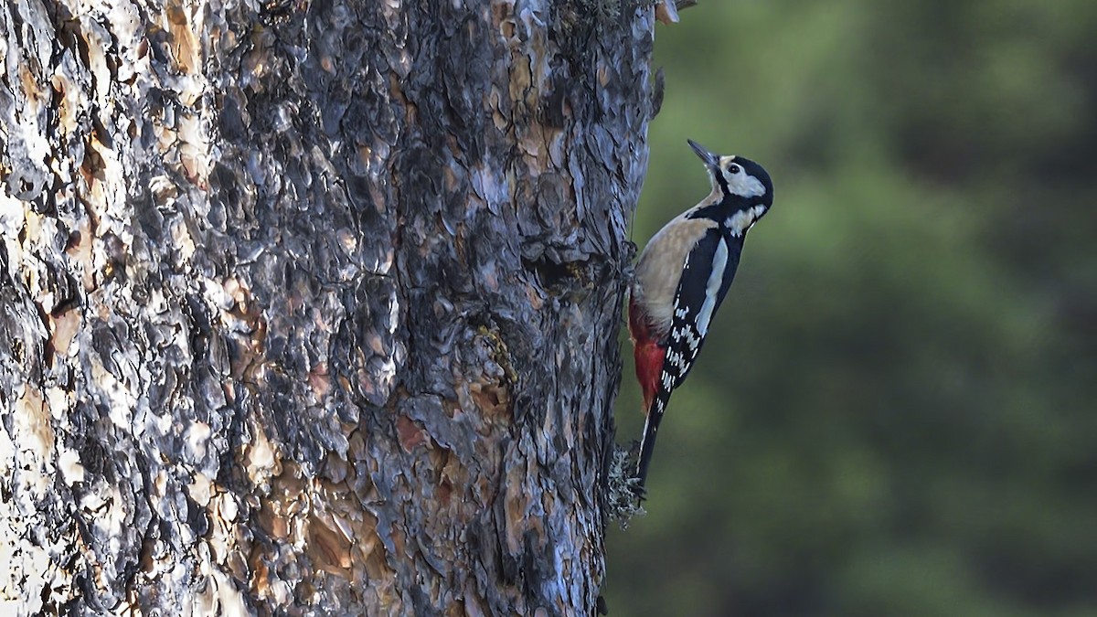 Pico Picapinos - ML645554182