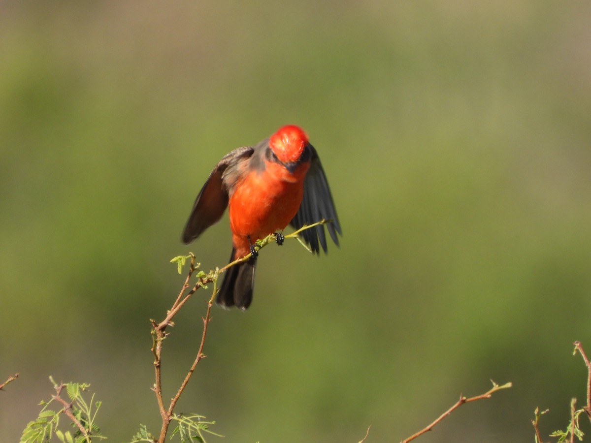 Vermilion Flycatcher - ML645554183