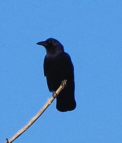 American Crow - ML645554186