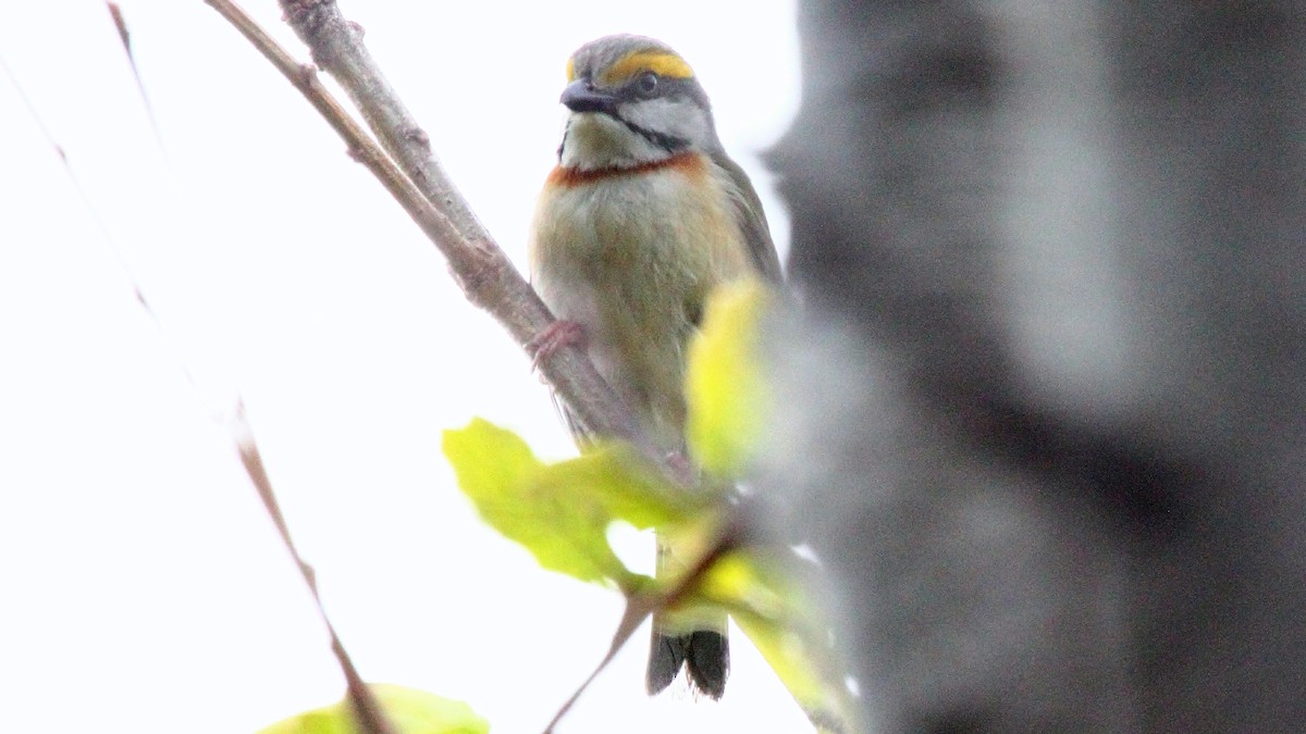 Chestnut-sided Shrike-Vireo - ML645554188