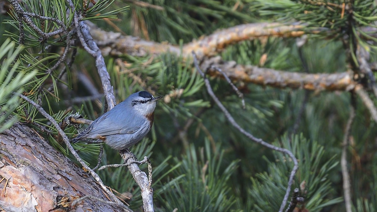 Türkenkleiber - ML645554191