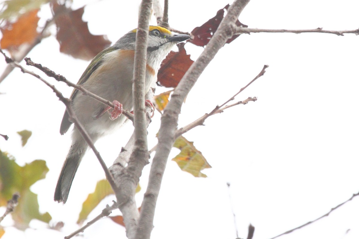 Chestnut-sided Shrike-Vireo - ML645554215