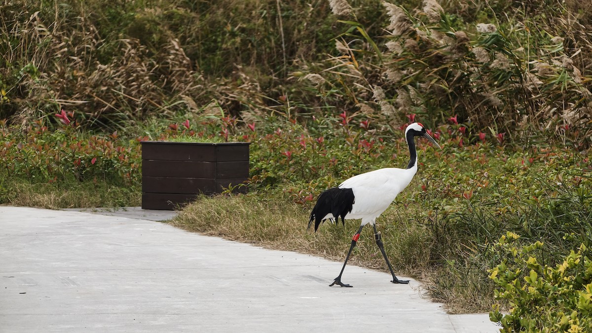 Red-crowned Crane - ML645554226