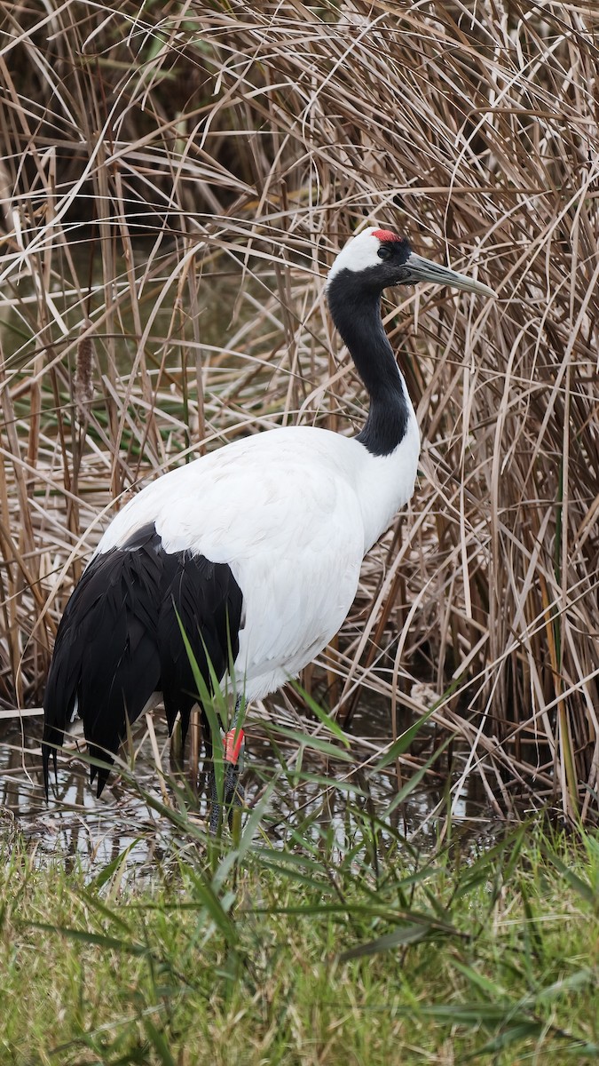 Red-crowned Crane - ML645554227