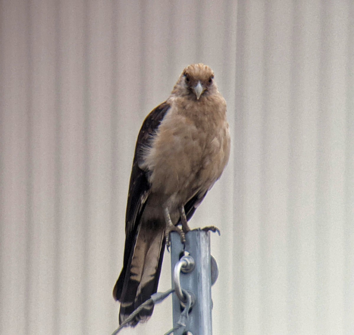 Yellow-headed Caracara - ML645554230