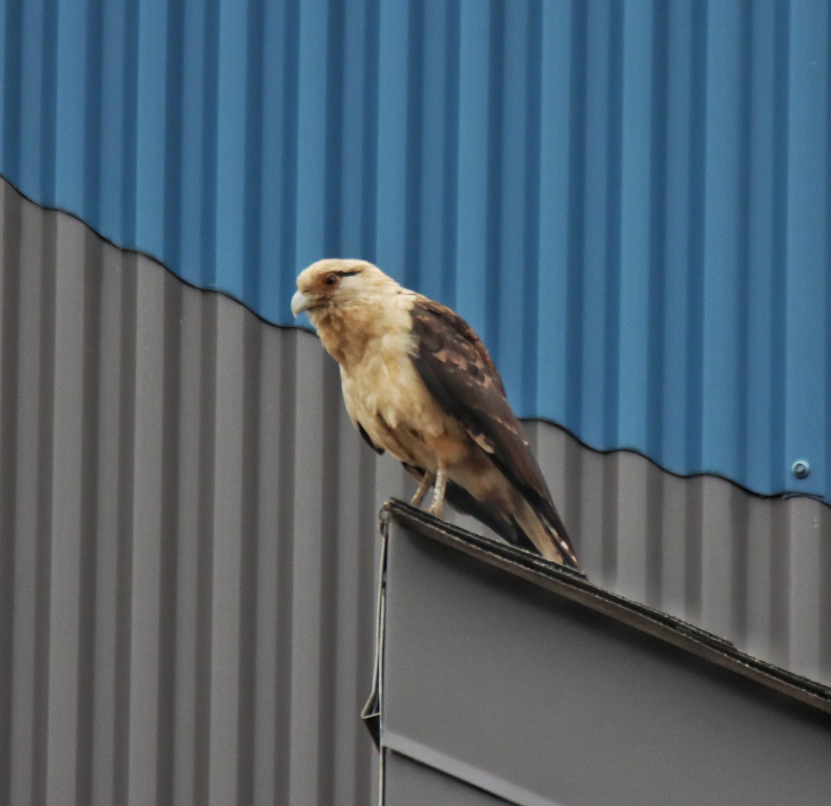 Yellow-headed Caracara - ML645554231