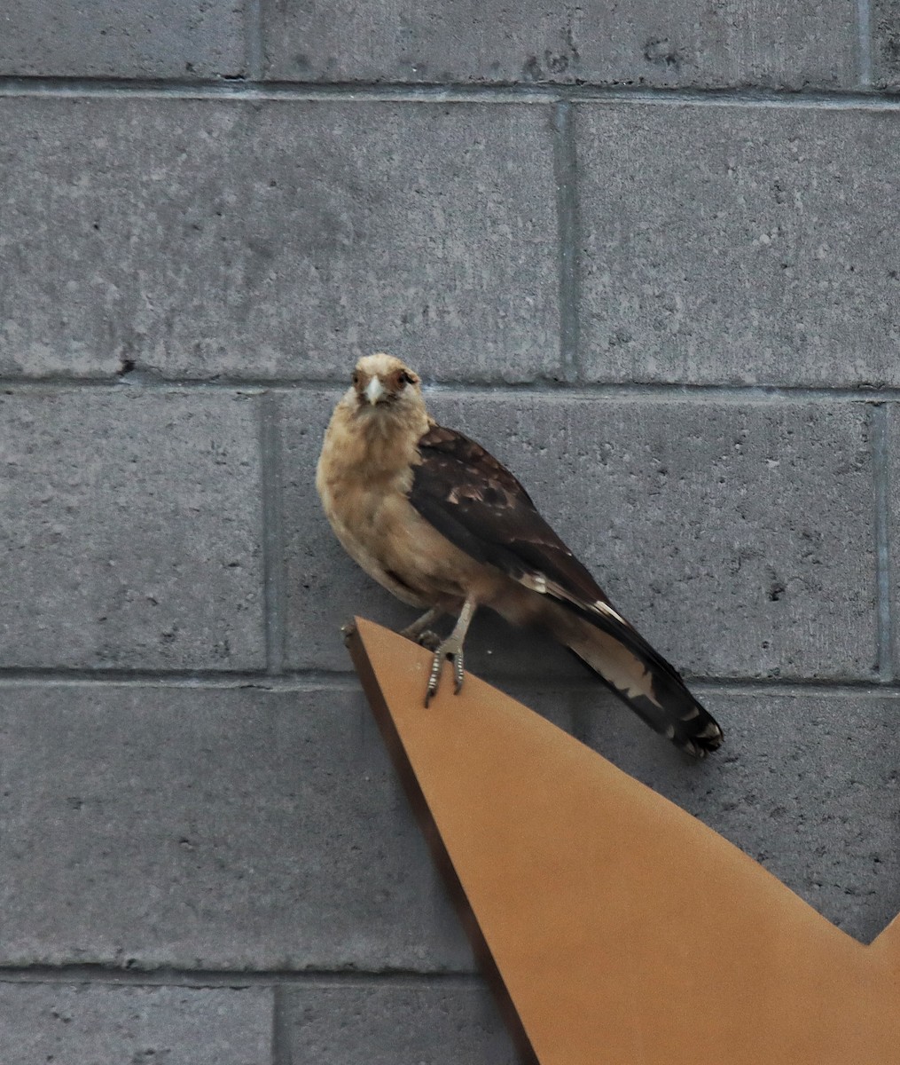 Yellow-headed Caracara - ML645554232