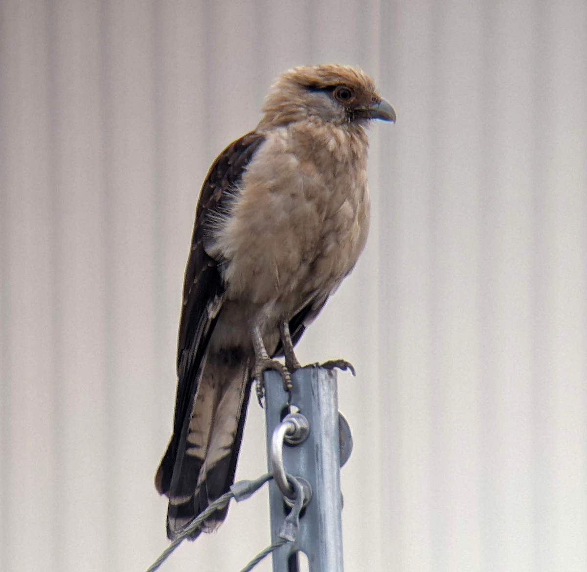 Yellow-headed Caracara - ML645554233