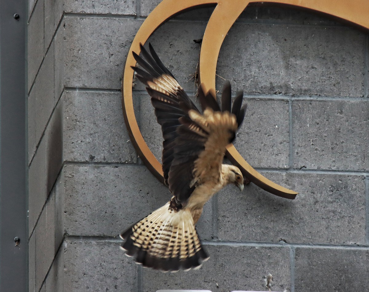 Yellow-headed Caracara - ML645554234