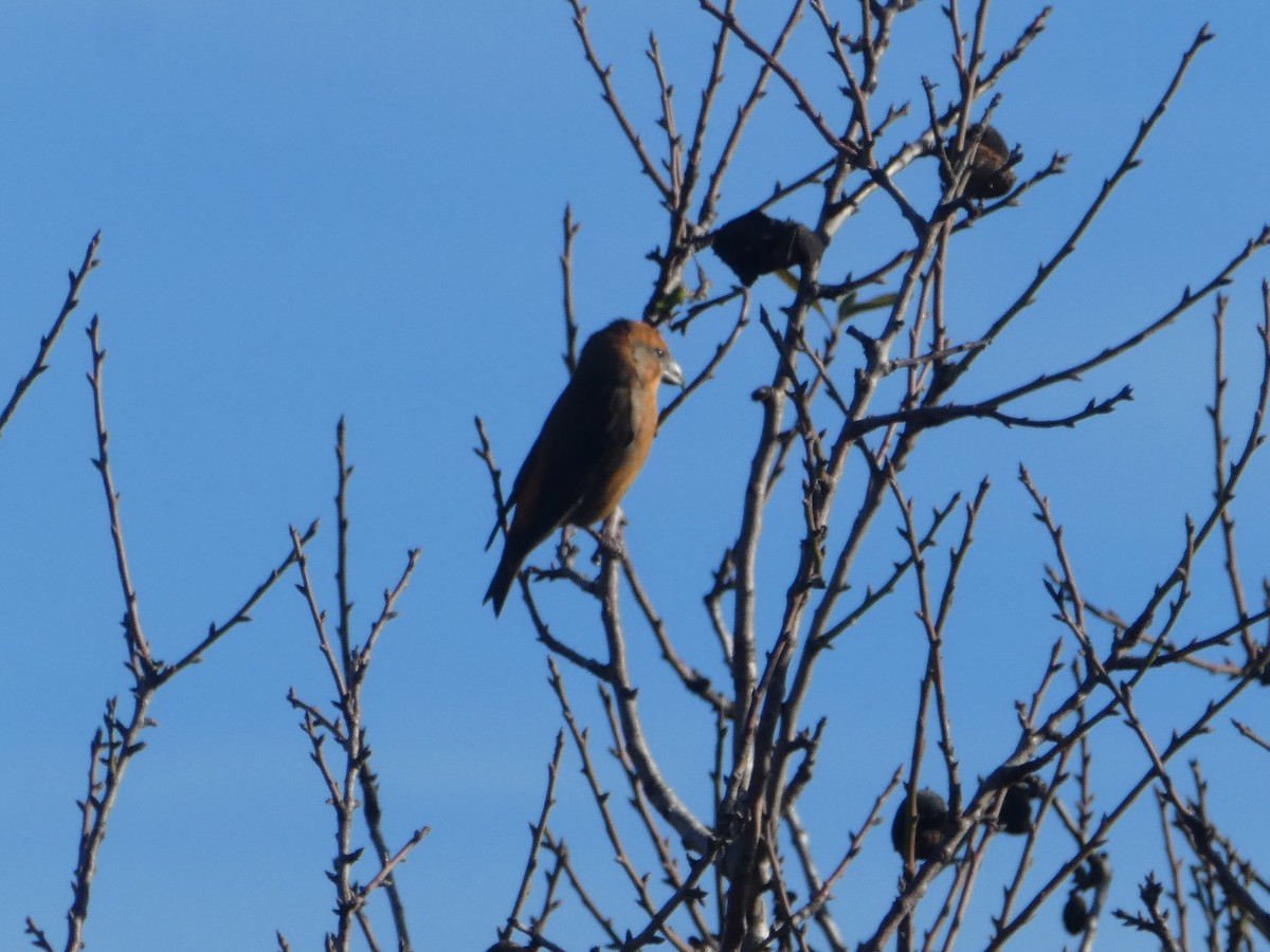 Red Crossbill - ML645554242