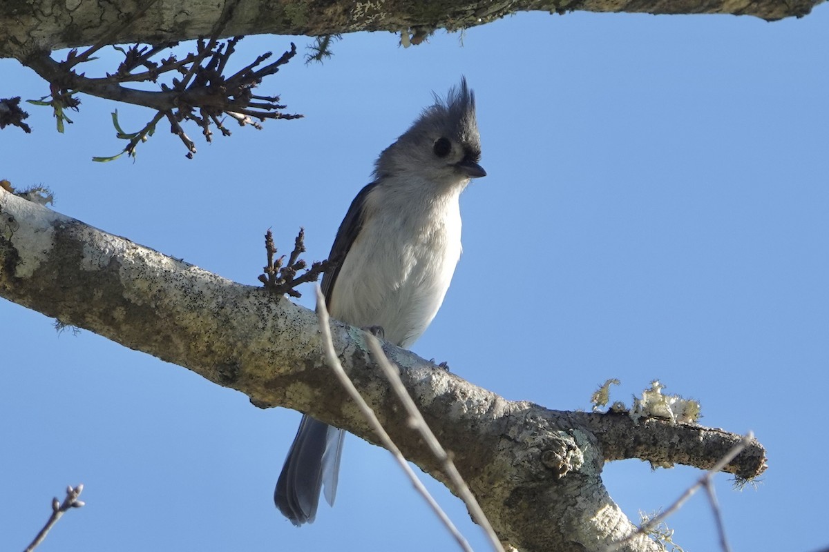 Tufted Titmouse - ML645554243