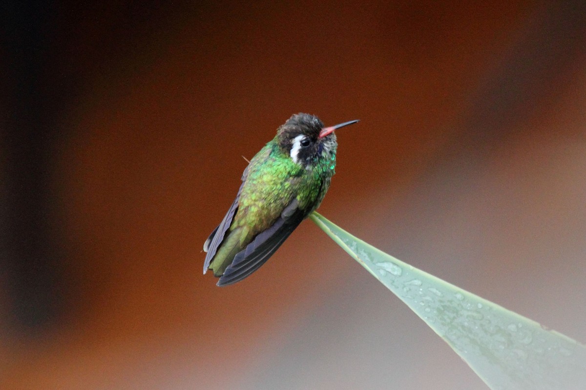 White-eared Hummingbird - ML645554245