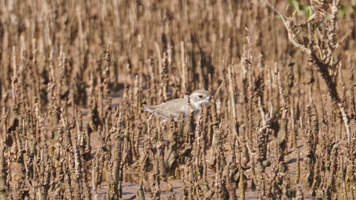 Tibet Cılıbıtı - ML645554255